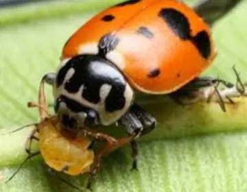 Lady bug eating another bug