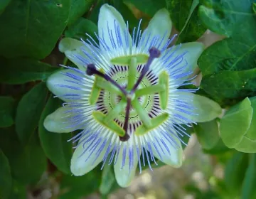 Passion fruit flower